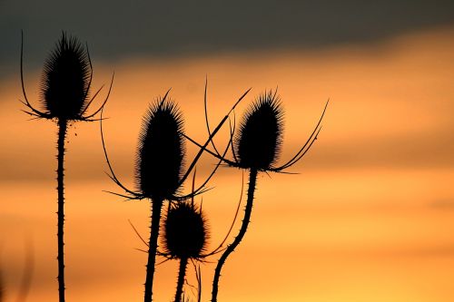 sunset wild teasel silhouette