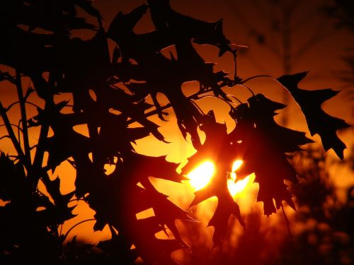 sunset tree foliage