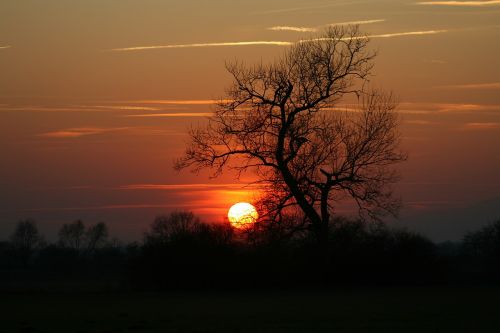 sunset tree abendstimmung