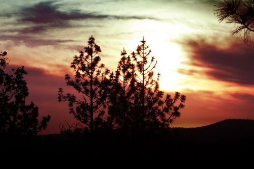 sunset tree sky