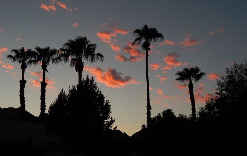 sunset pink clouds palm trees