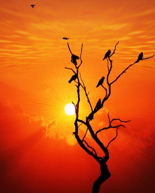 sunset bird ray