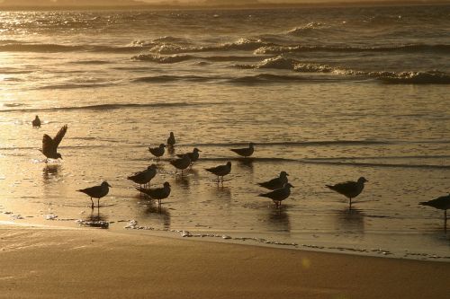 sunset beach surf water