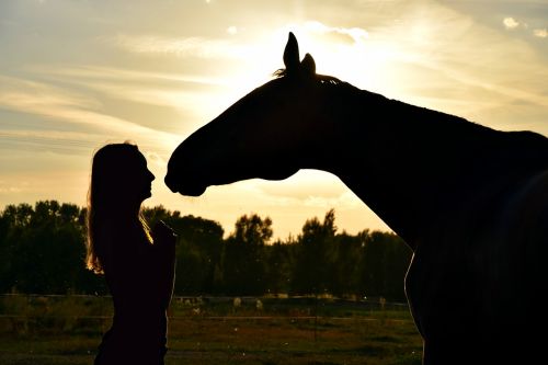 sunset horse human