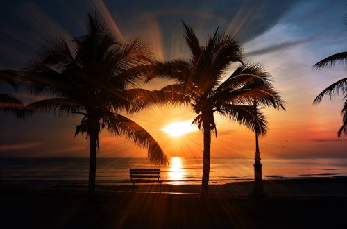 sunset beach palm