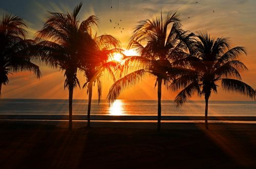 sunset beach palm