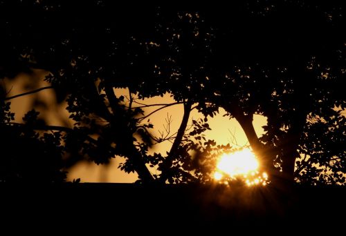 sunset dark silhouette trees