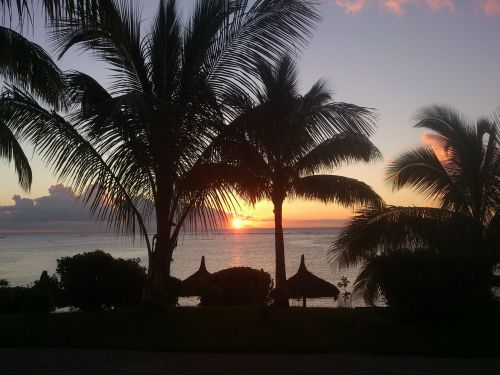 sunset palm trees beach