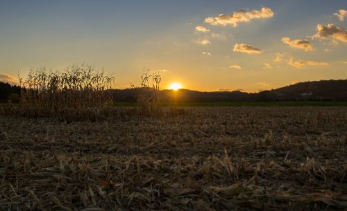 sunset field corn
