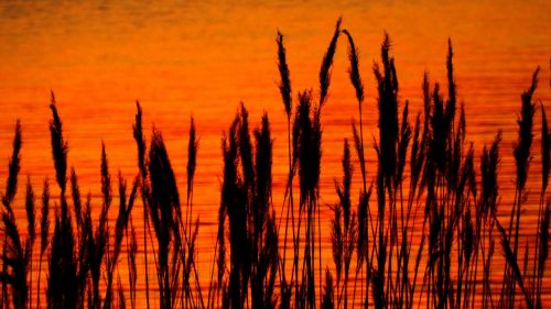 sunset reed red