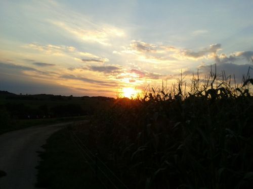 sunset away cornfield