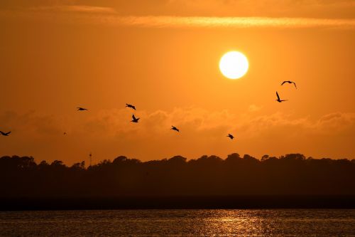 sunset florida birds