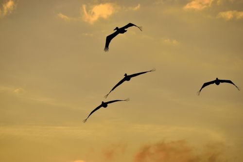 sunset florida birds