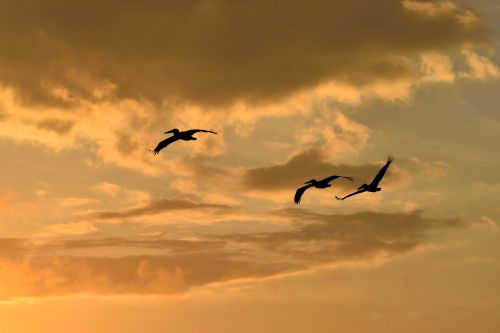 sunset florida birds