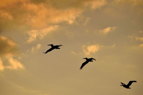 sunset florida birds