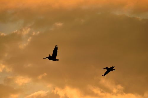 sunset florida birds