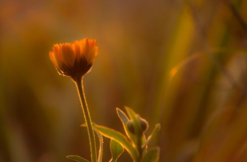 sunset orange flower