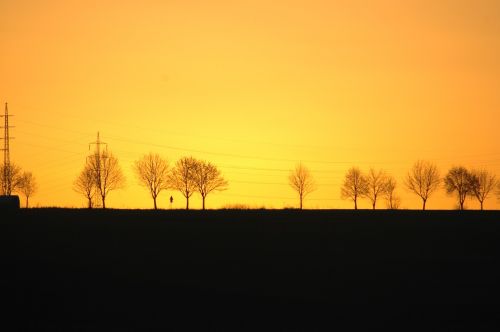 sunset trees silhouettes