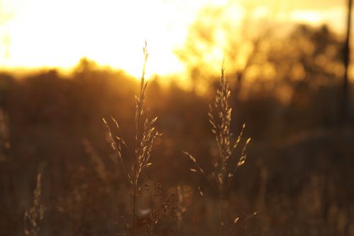 sunset wheat sunlight