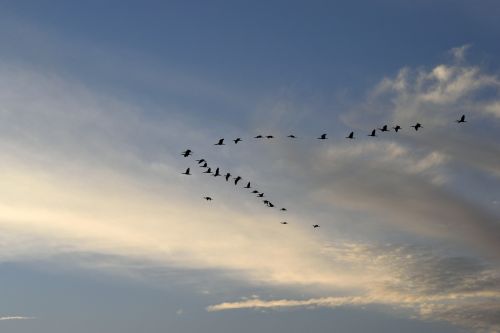 sunset birds herons