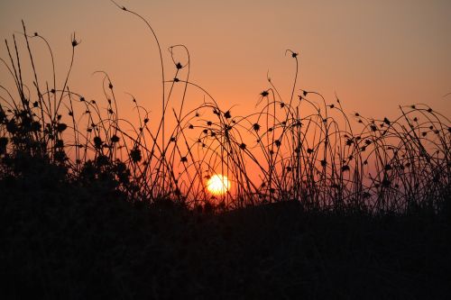 sunset halme grass