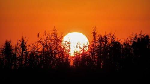 sunset sun reeds