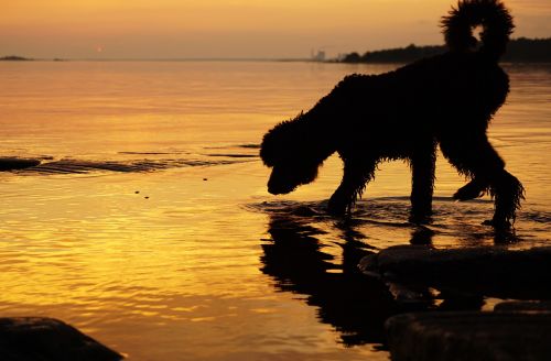 sunset dog water