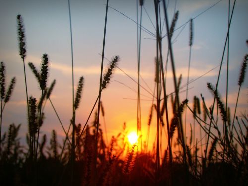 sunset sun plants