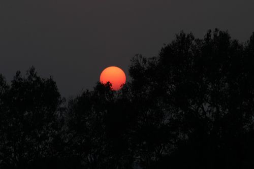 sunset red tree