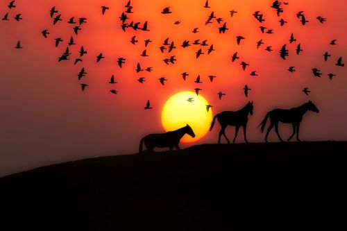 sunset dusk silhouettes