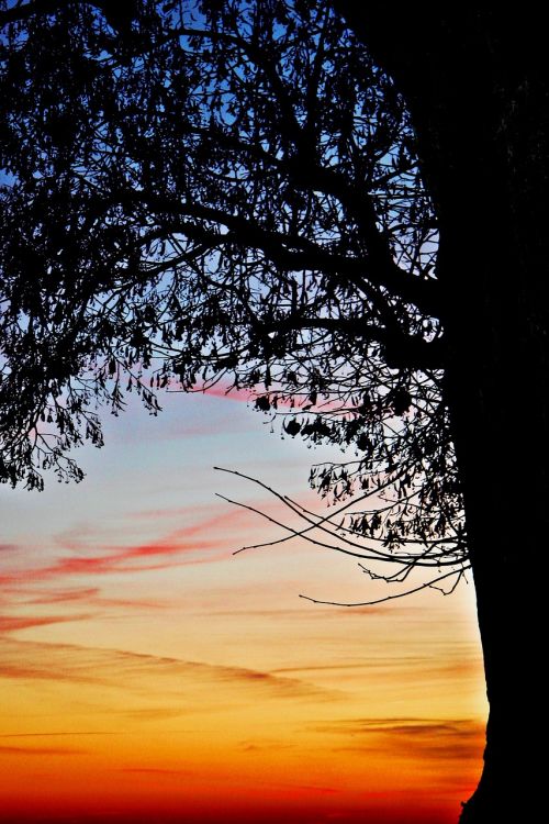 sunset tree nature