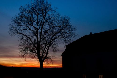 sunset marbach tree