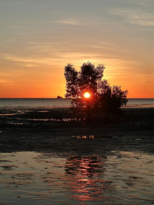 sunset tree evening