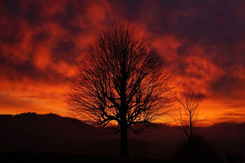 sunset tree aesthetic