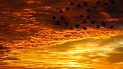sunset clouds birds
