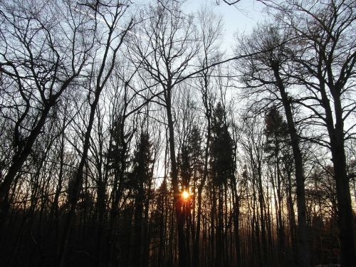 sunset forest abendstimmung