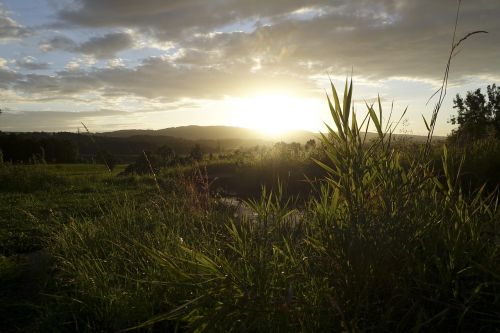 sunset grass grasses