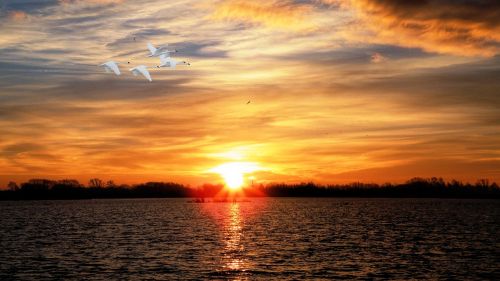 sunset lake swans