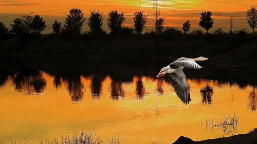 sunset landscape goose