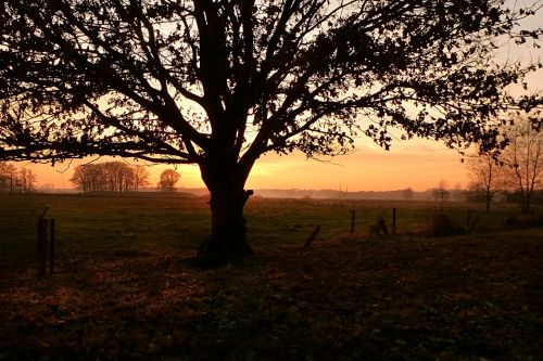 sunset tree fog