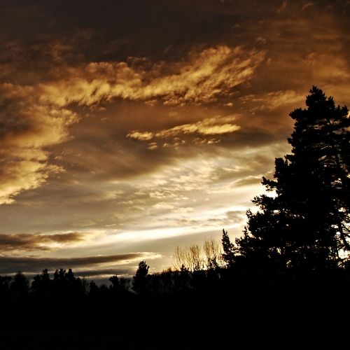 sunset silhouettes tree