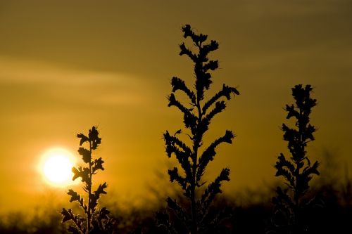 sunset bee echium vulgare