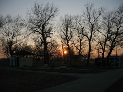 sunset park trees