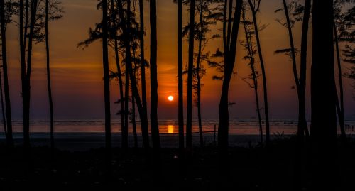 sunset tree sea