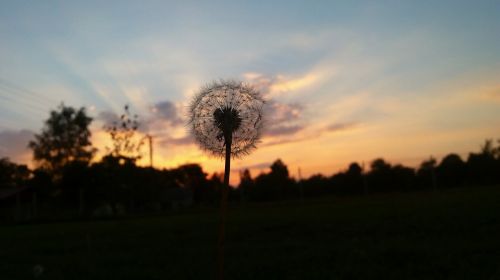 sunset dandelion the plot