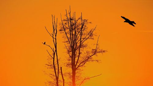 sunset tree birds