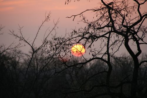 sunset trees twilight