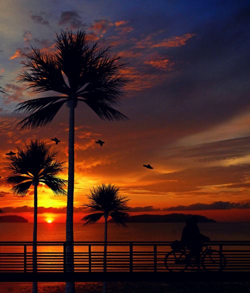 sunset palm trees beach