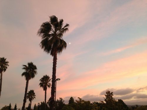 sunset palm trees tropical