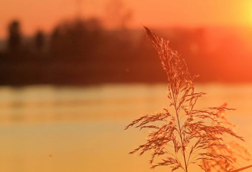 sunset abendrot bullrushes lake